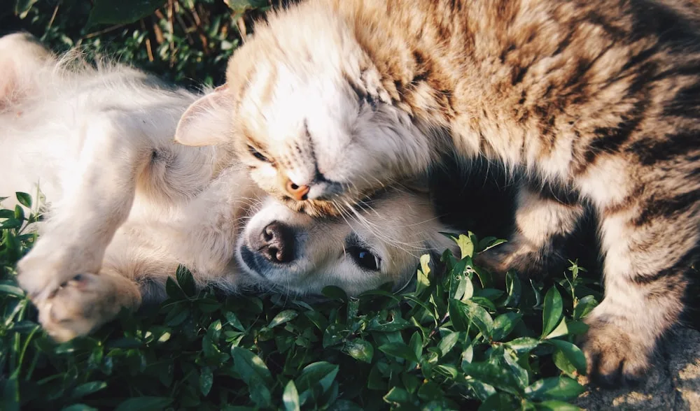 Pet photography session in Pittsburgh, PA